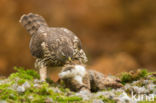 Goshawk (Accipiter gentilis)