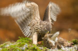 Goshawk (Accipiter gentilis)