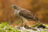 Goshawk (Accipiter gentilis)