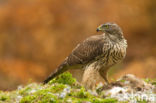 Goshawk (Accipiter gentilis)