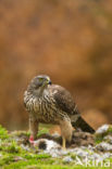 Havik (Accipiter gentilis)