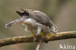Havik (Accipiter gentilis)