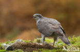Havik (Accipiter gentilis)