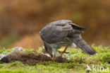 Havik (Accipiter gentilis)