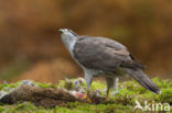 Havik (Accipiter gentilis)