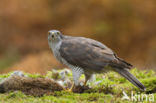Havik (Accipiter gentilis)