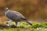 Havik (Accipiter gentilis)