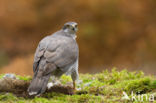 Havik (Accipiter gentilis)