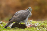 Havik (Accipiter gentilis)