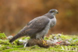 Havik (Accipiter gentilis)