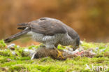 Havik (Accipiter gentilis)