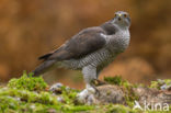 Havik (Accipiter gentilis)