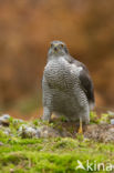 Havik (Accipiter gentilis)