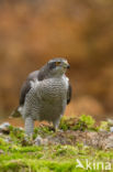 Havik (Accipiter gentilis)