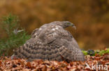 Havik (Accipiter gentilis)