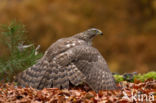 Havik (Accipiter gentilis)