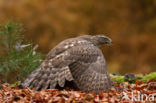 Havik (Accipiter gentilis)