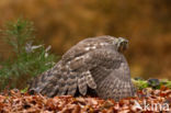 Havik (Accipiter gentilis)