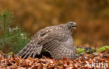 Havik (Accipiter gentilis)