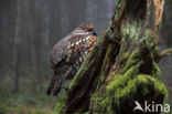 Hazel grouse (Tetrastes bonasia)