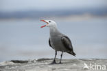 Heermanns Meeuw (Larus heermanni)