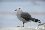 Heermann s Gull (Larus heermanni)