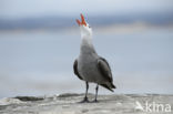 Heermann s Gull (Larus heermanni)