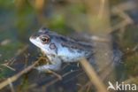 Moor Frog (Rana arvalis)