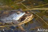 Moor Frog (Rana arvalis)