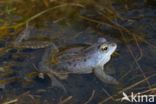 Heikikker (Rana arvalis)