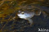 Moor Frog (Rana arvalis)