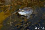 Moor Frog (Rana arvalis)