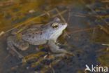 Moor Frog (Rana arvalis)