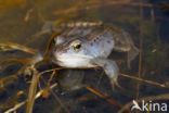 Moor Frog (Rana arvalis)