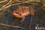 Moor Frog (Rana arvalis)