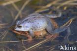 Moor Frog (Rana arvalis)