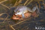 Moor Frog (Rana arvalis)