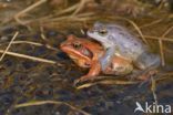 Moor Frog (Rana arvalis)