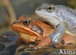 Moor Frog (Rana arvalis)