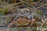 Heikikker (Rana arvalis)