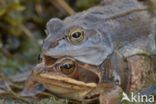 Moor Frog (Rana arvalis)