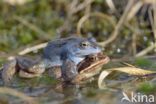 Moor Frog (Rana arvalis)