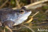 Heikikker (Rana arvalis)