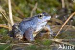 Moor Frog (Rana arvalis)