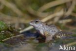 Moor Frog (Rana arvalis)