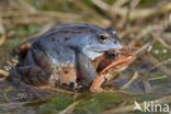 Moor Frog (Rana arvalis)