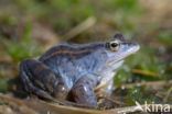 Moor Frog (Rana arvalis)