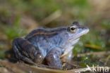 Moor Frog (Rana arvalis)