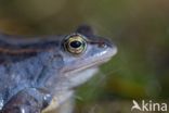 Moor Frog (Rana arvalis)