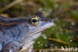 Moor Frog (Rana arvalis)